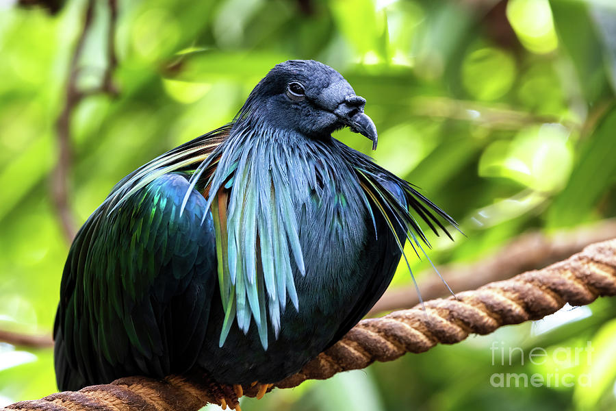 Nicobar pigeon, the only living member of the genus Caloenas, an Photograph by Jane Rix
