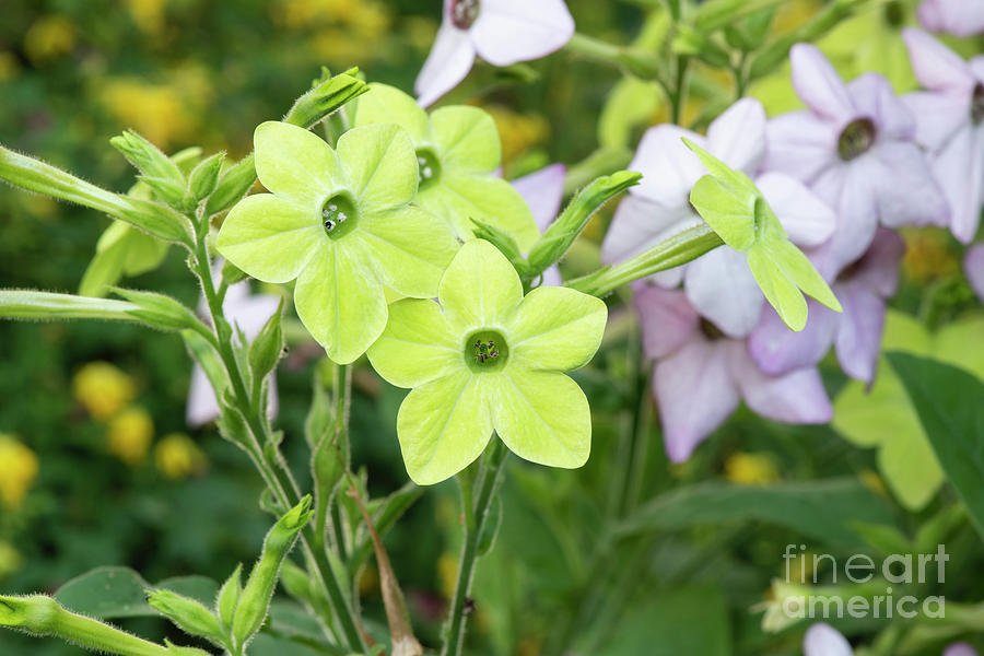 Nicotiana Alata Lime Green Flowers Photograph by Tim Gainey