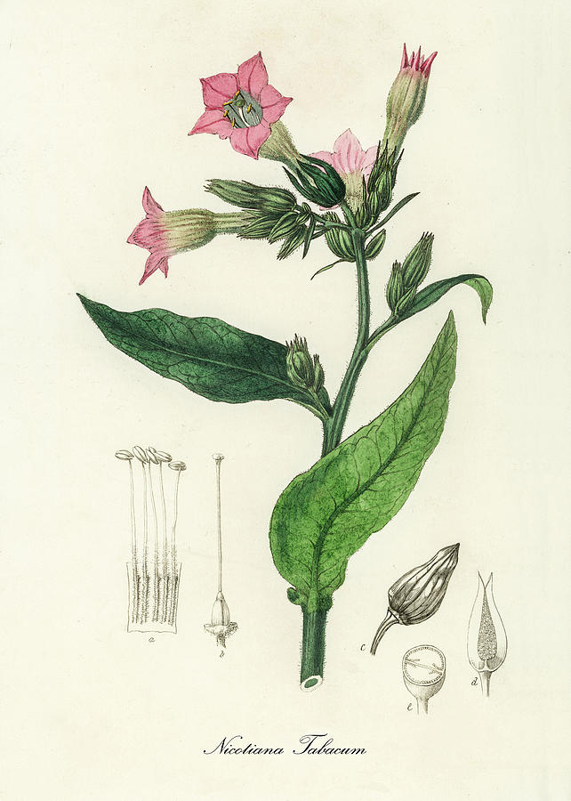 Nature Digital Art - Nicotiana Tabacum - Tobacco - Medical Botany - Vintage Botanical Illustration - Plants and Herbs by Studio Grafiikka
