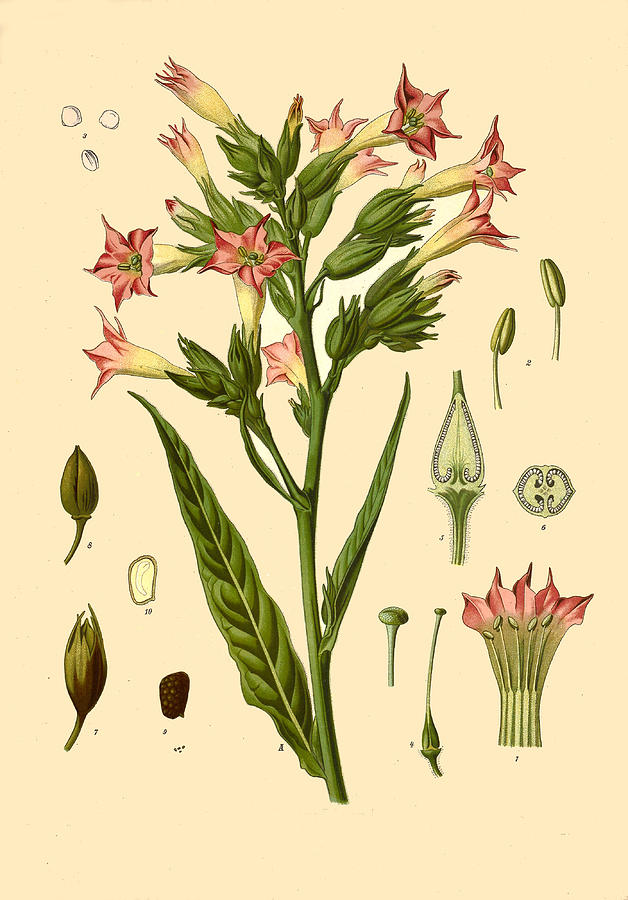 Nicotiana tabacum Drawing by Walther Otto Mueller
