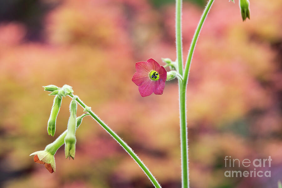 Nicotiana Tinkerbell Photograph by Tim Gainey Nicotiana Tinkerbell Photograph by Tim Gainey
