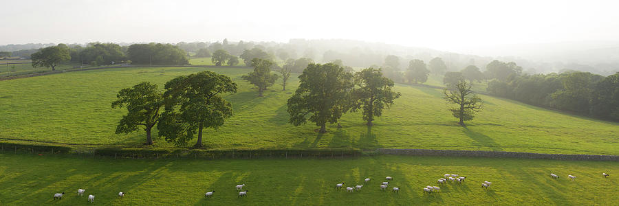Nidderdale farm sheep Photograph by Sonny Ryse