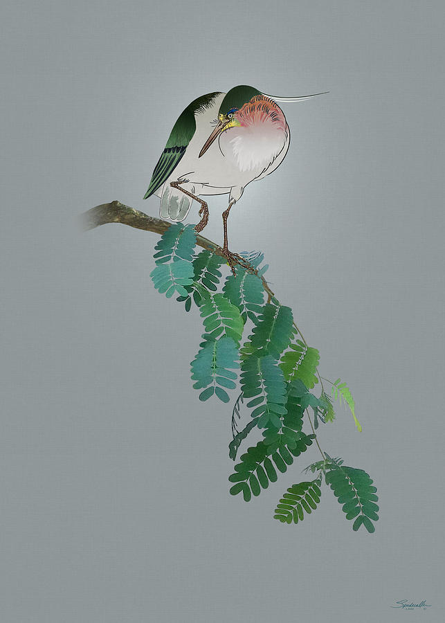 Night Heron in Tamarind Tree Digital Art by M Spadecaller
