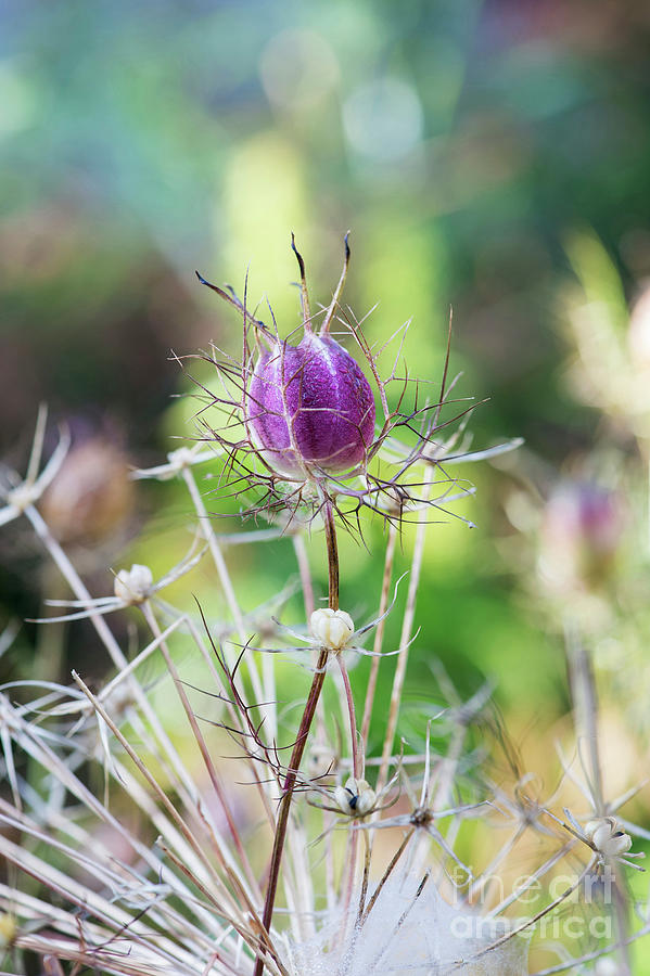 Nigella and Allium Seed Pods Photograph by Tim Gainey