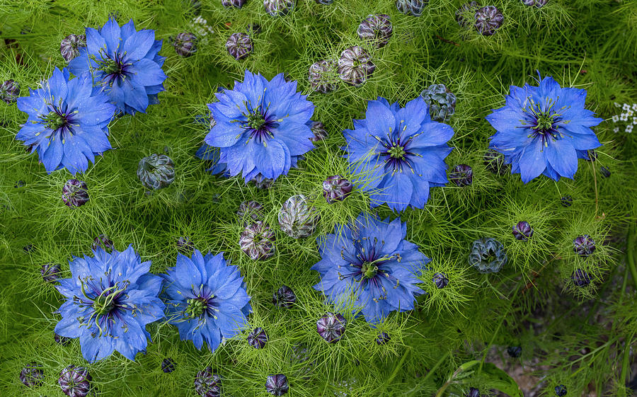 Flowers Still Life Photograph - Nigella Blossomings by Greg Nyquist