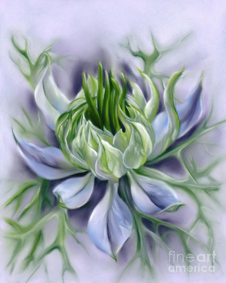 Nigella Flower Love in a Mist Painting by MM Anderson