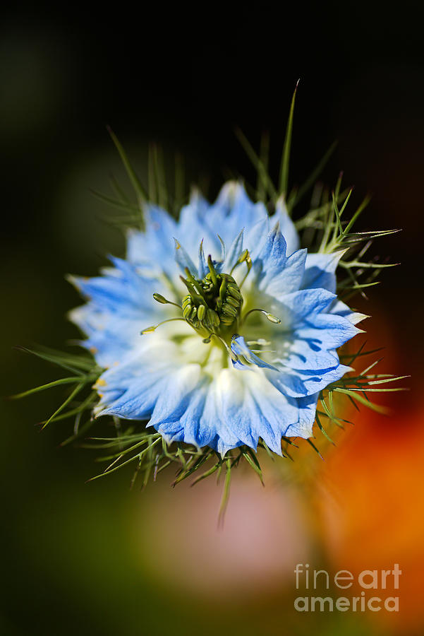 Nature Photograph - Nigella Flower Opened by Joy Watson