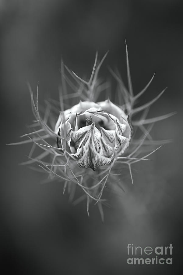 Nigella Flower Round Bud  Photograph by Joy Watson