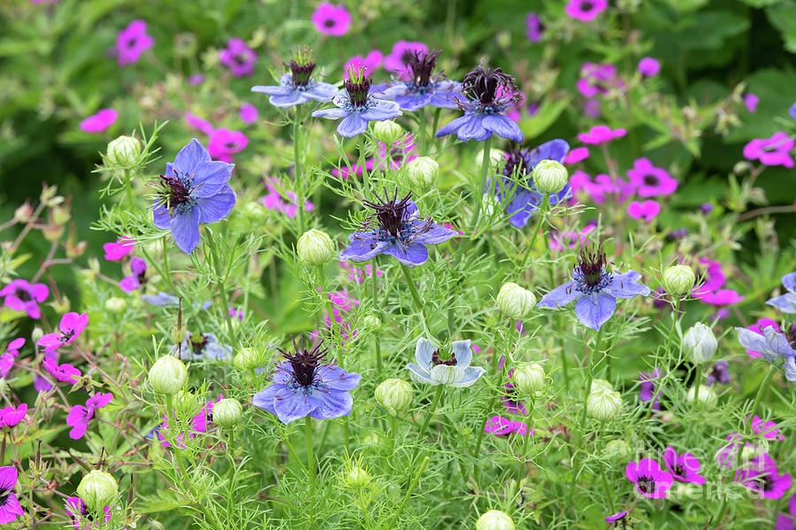 Nigella Papillosa Midnight Flowers in June Photograph by Tim Gainey