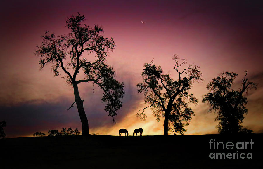 Night and Day Beautiful Nature Fine Art Photography Photograph by Stephanie Laird