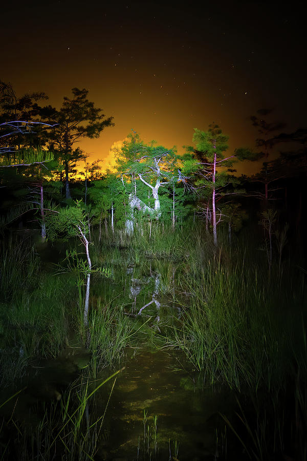 Night at the Z Tree in Everglades National Park  Photograph by Mark Andrew Thomas
