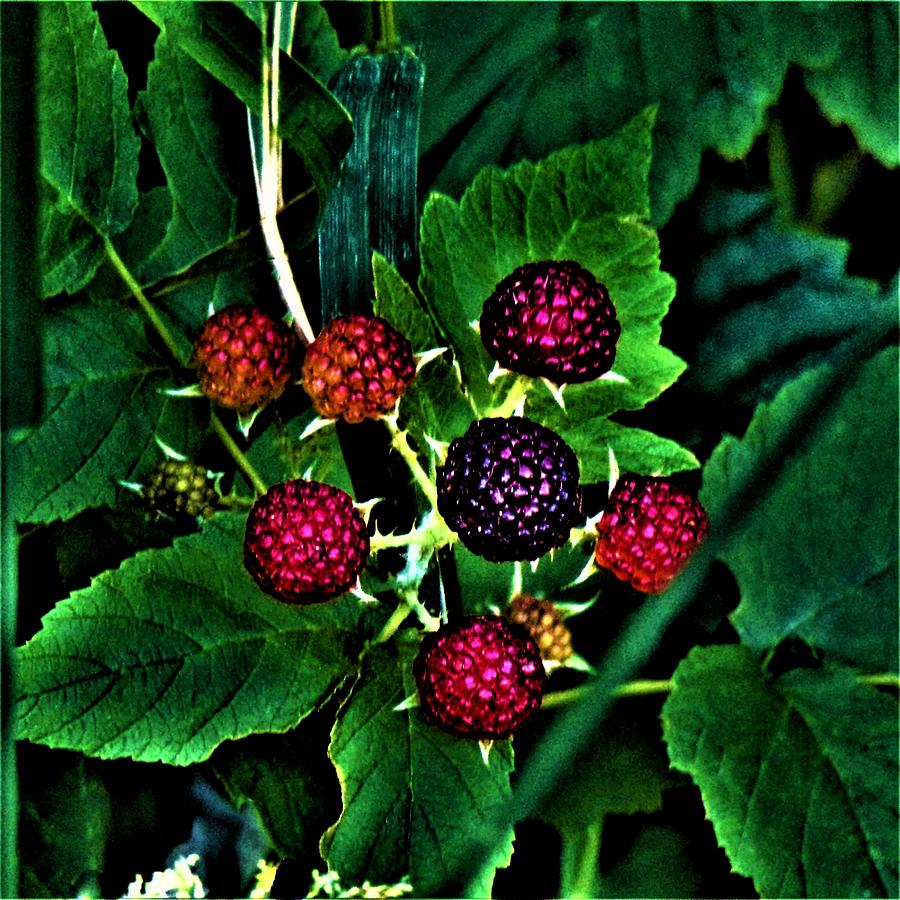 Nature Photograph - Night Berries no. 3 by Sara Adams