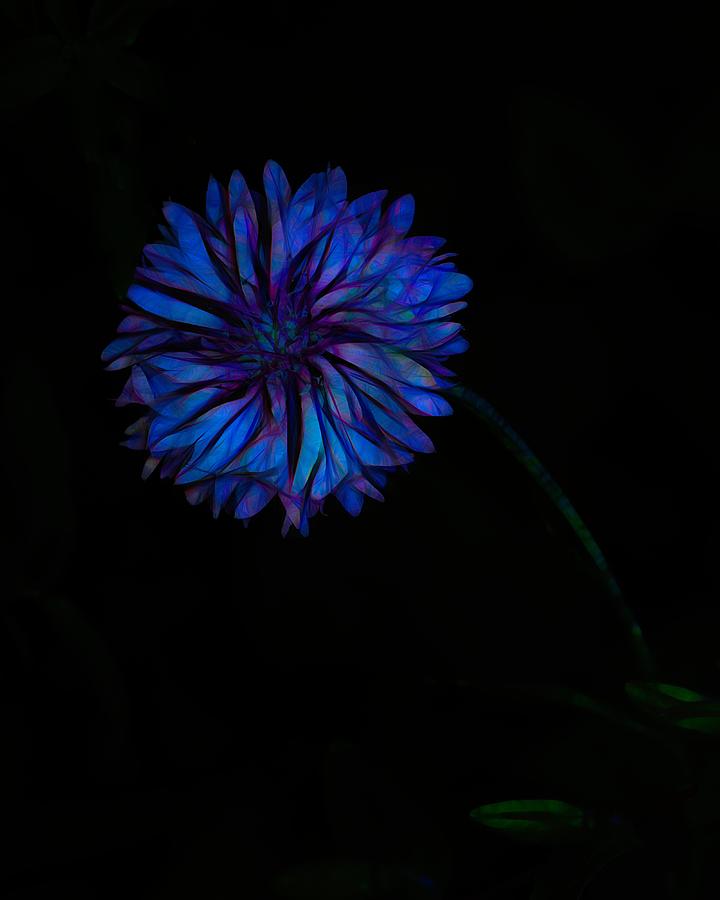 Night Bloom Photograph by Iina Van Lawick