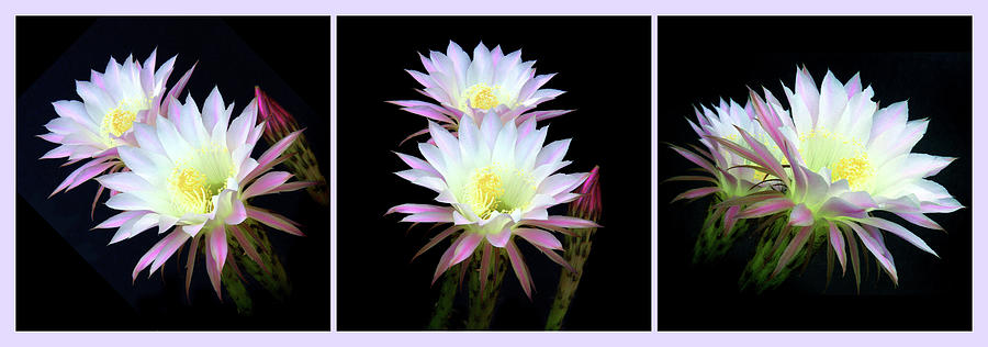 Nature Photograph - Night Blooming Cactus Flowers Triptych by Douglas Taylor