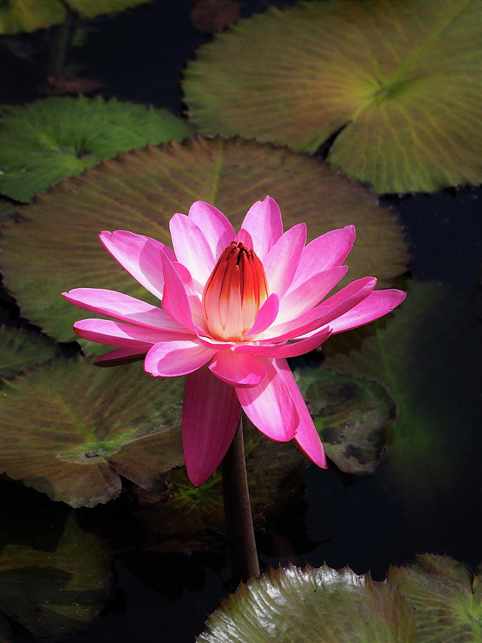 Night Blooming Water Lilly Photograph by Bearj B Photo Art - Fine Art