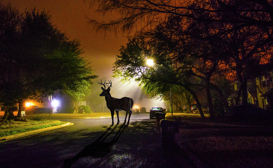 Night Buck Photograph by Doug LaRue