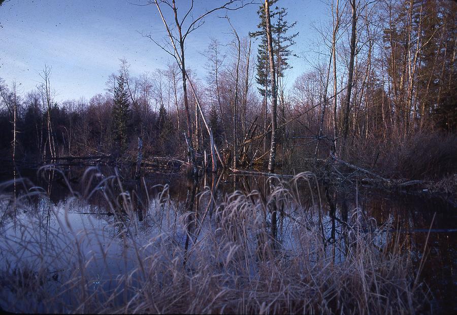 Night Falls in the Swamp Photograph by Lawrence Christopher