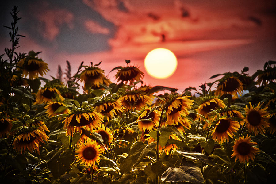 Night falls over the Sunflower Field Photograph by Ingrid Zagers