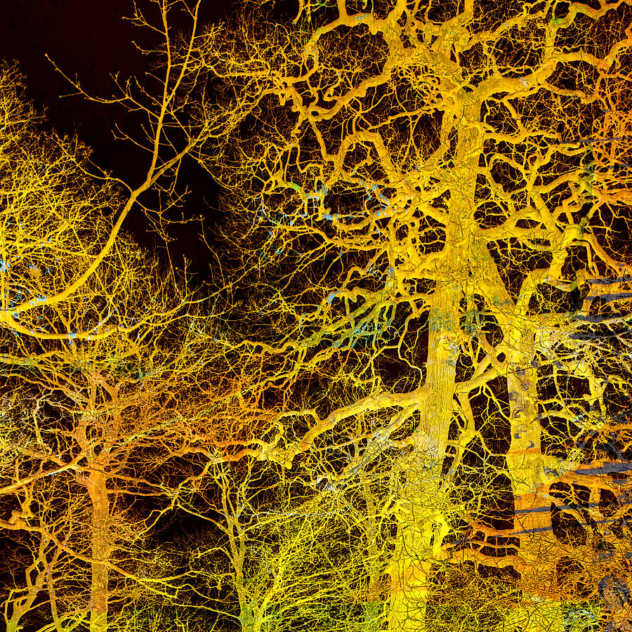 Night Forest Digital Art by Nancy Merkle