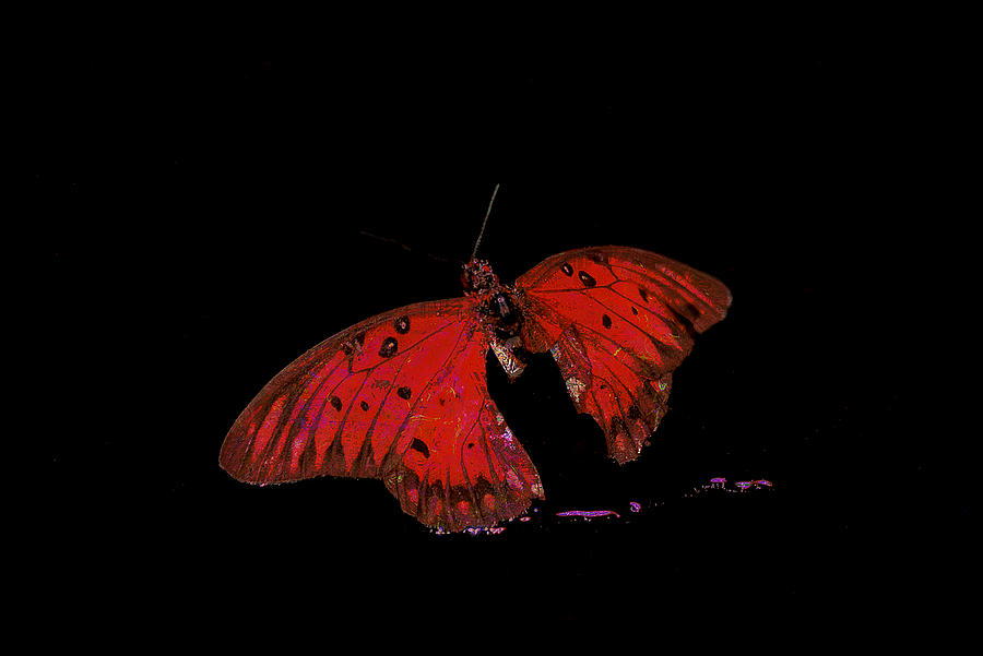 Night Glow Butterfly Photograph by Lori Seaman