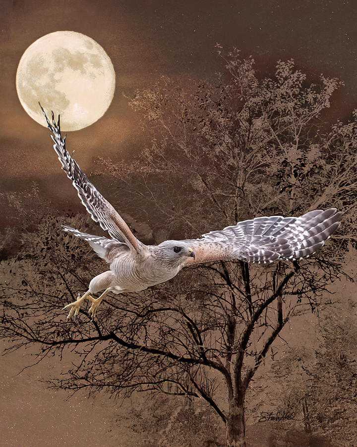 Night Hawk Photograph by Shara Abel