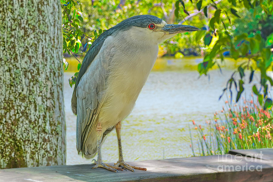 Night Heron  by the River Photograph by Judy Kay