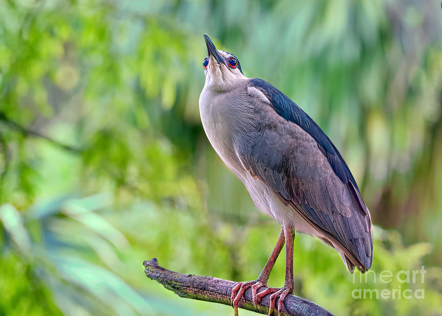 Night Heron Day Delight Photograph by Judy Kay