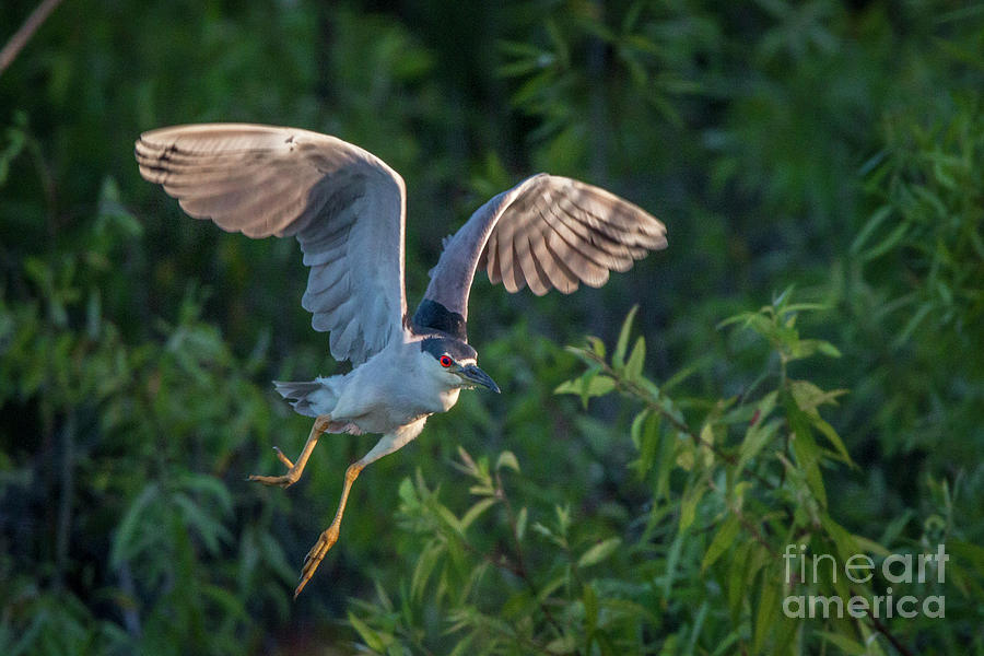 Night Heron Flight Photograph by Tom Claud