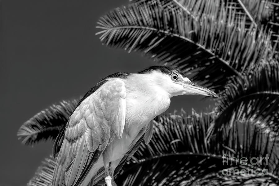 Heron Photograph - Night Heron in front of a Palm BW by Elisabeth Lucas