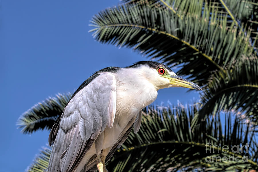 Heron Photograph - Night Heron in front of a Palm by Elisabeth Lucas