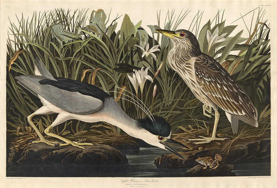 Bird Drawing - Night Heron or Qua bird by Robert Havell