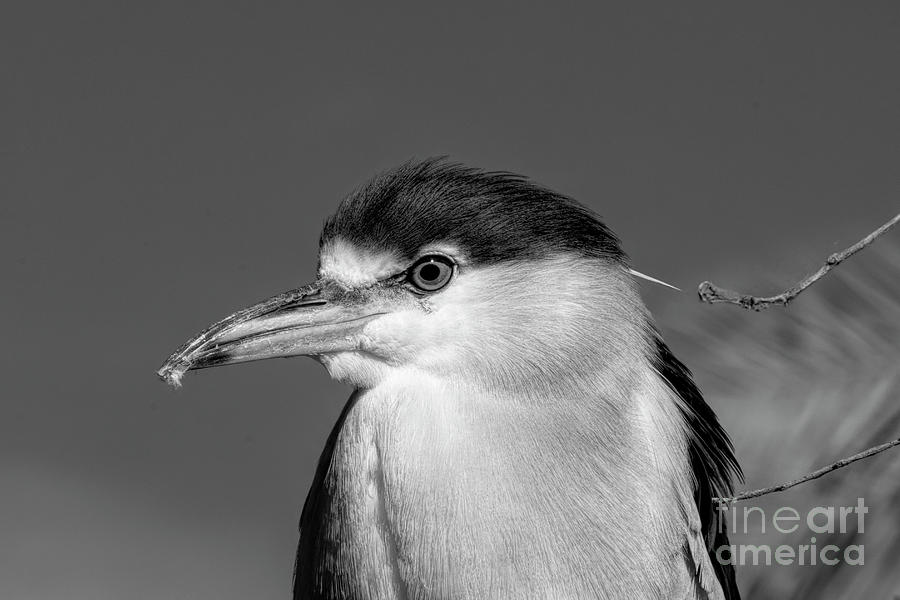 Heron Photograph - Night Heron Portrait BW by Elisabeth Lucas