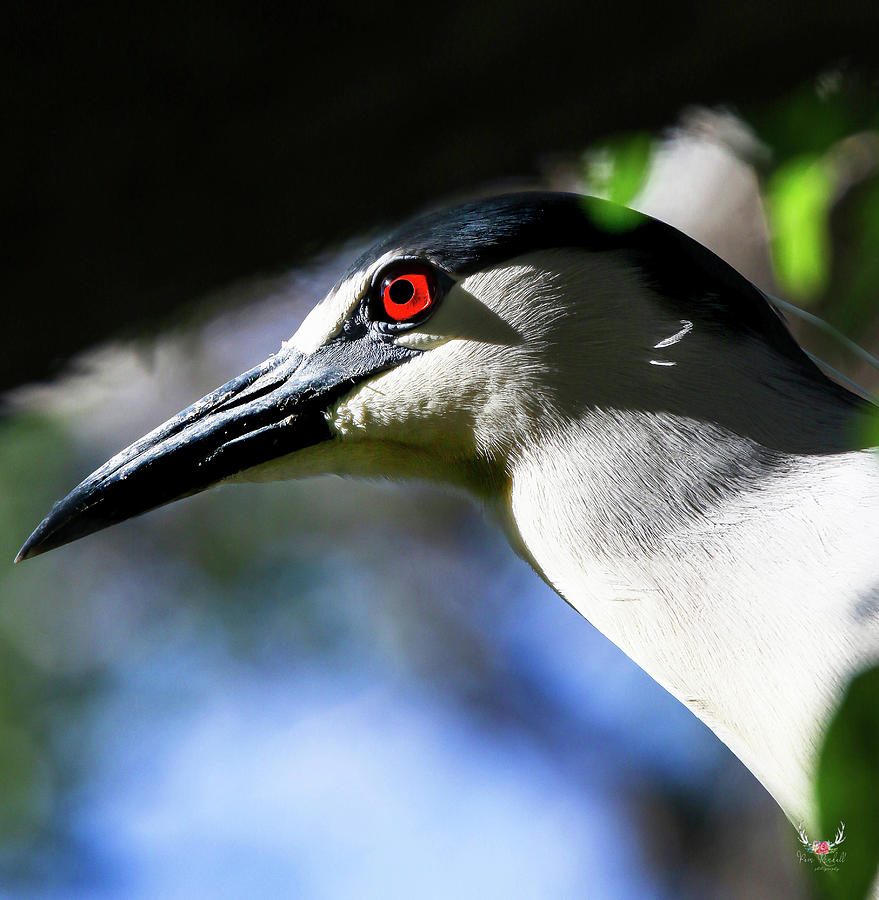 Night Heron Portrait Photograph by Pam Rendall