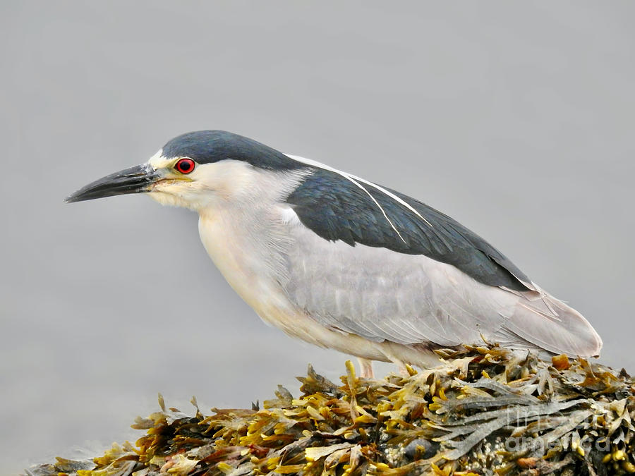 Night Heron Stalking Photograph by Beth Myer Photography