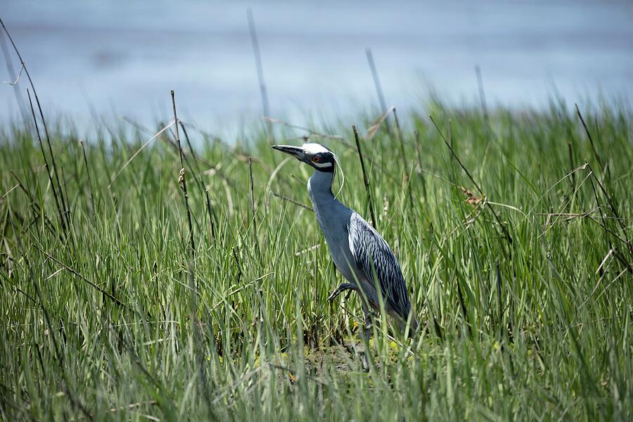Heron Photograph - Night Heron by Unbridled Discoveries Photography LLC