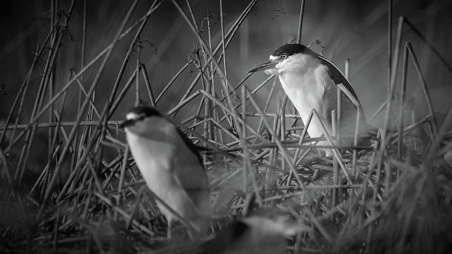 Night Herons Photograph by Mike Fusaro