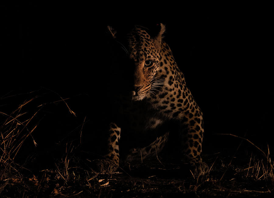 Night Leopard Photograph by Max Waugh