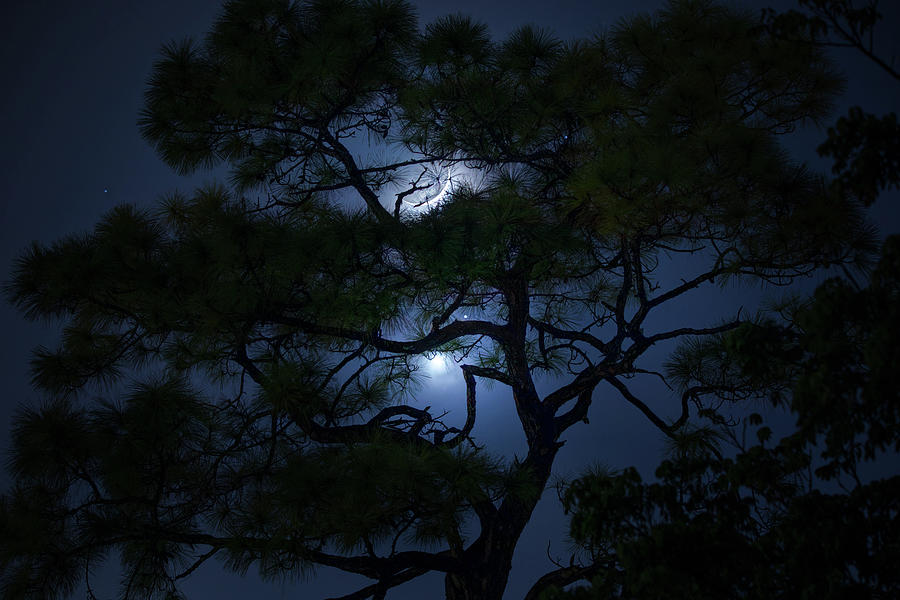 Night Magic Photograph by Mark Andrew Thomas