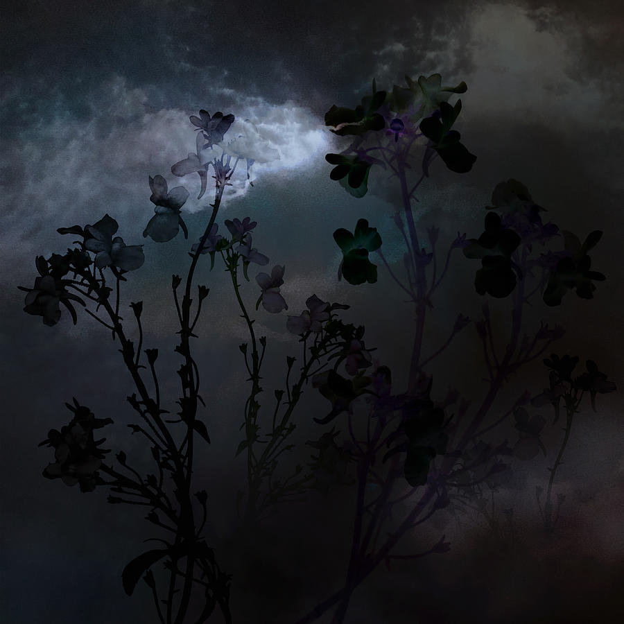 Night Meadow Flowers  Photograph by Marsha Tudor