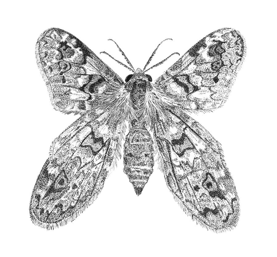 Night Moth Drawing by Jenny Armitage