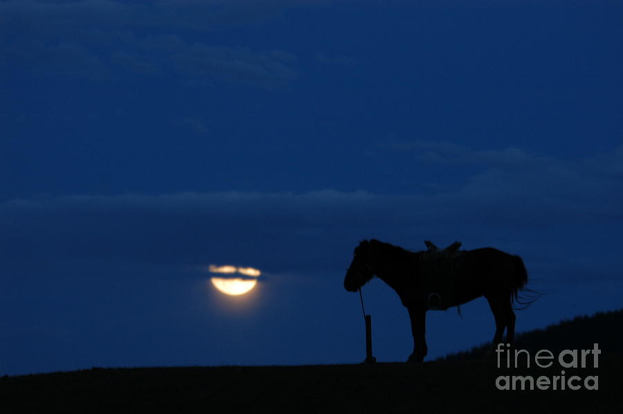 Night of Moon with horse Photograph by Elbegzaya Lkhagvasuren