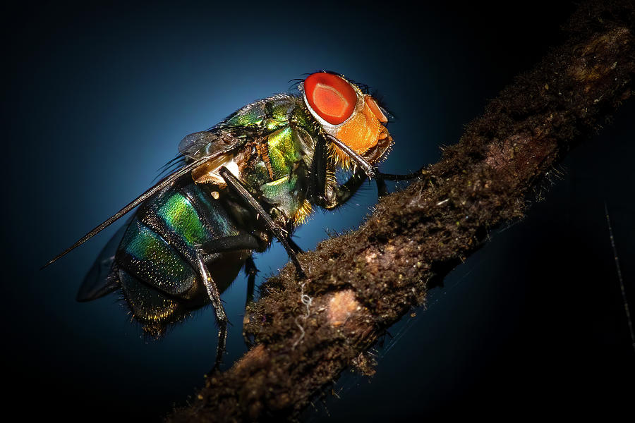 Night of the Bottle Fly Photograph by Mark Andrew Thomas