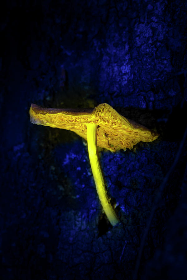 Night of the Mushroom Photograph by Mark Andrew Thomas