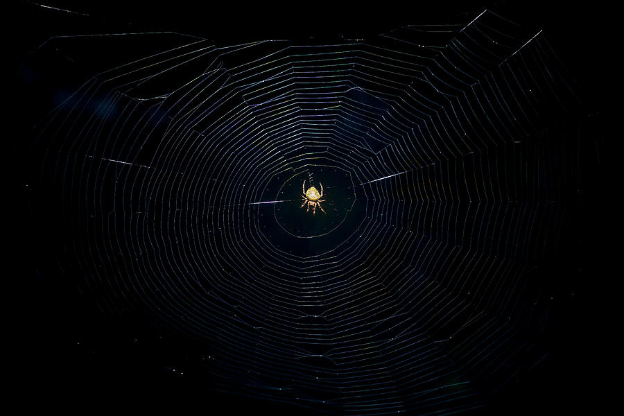 Night of the Orb Weaver Photograph by Mark Andrew Thomas
