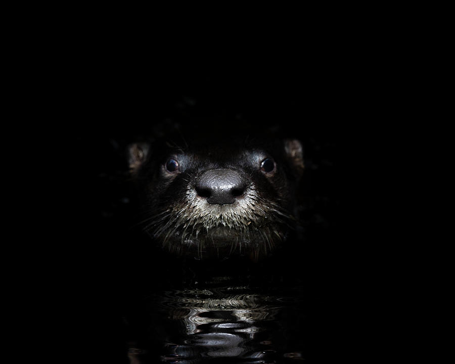 Night of the Otter Photograph by Mark Andrew Thomas
