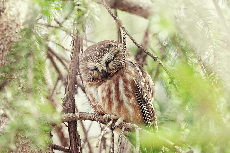 Night Owl Photograph by Carrie Ann Grippo-Pike