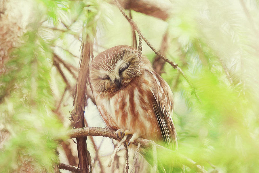 Night Owl Painterly Version 2 Photograph by Carrie Ann Grippo-Pike