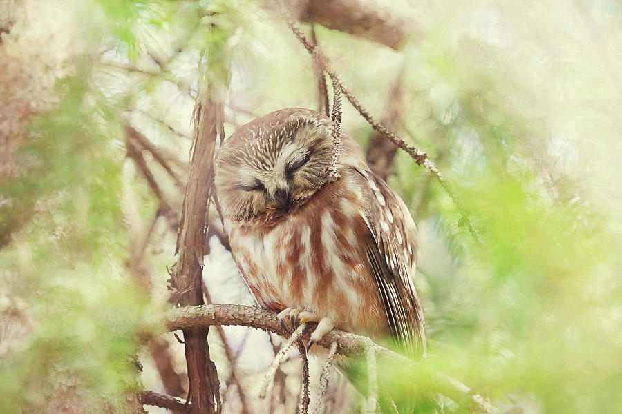 Night Owl Painterly Version 3 Photograph by Carrie Ann Grippo-Pike