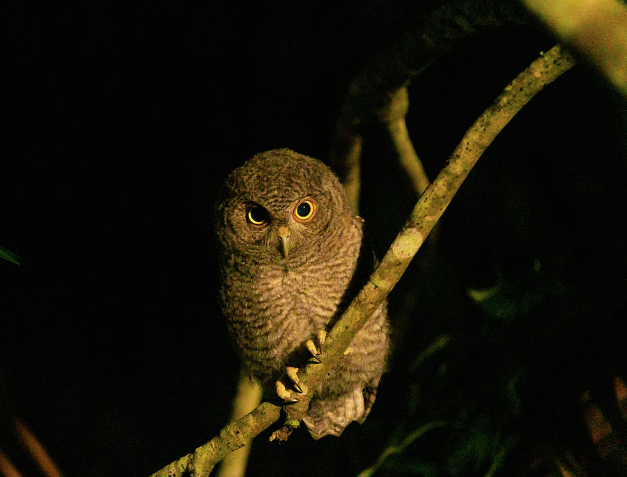 Night Owlet Photograph by Todd Tucker