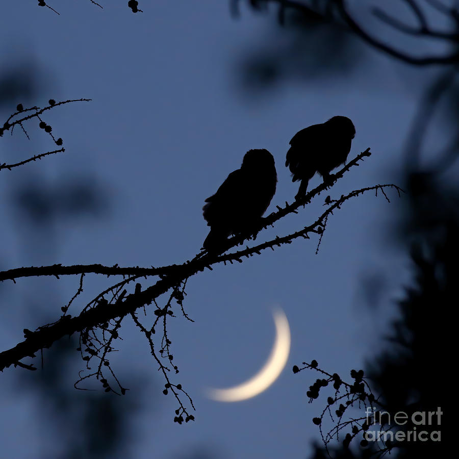 Night owls Photograph by Heather King
